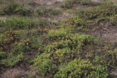 Lampranthus explanatus