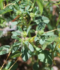 Euphorbia exstipulata