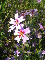 Jamesbrittenia racemosa