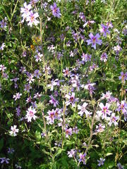 Jamesbrittenia racemosa
