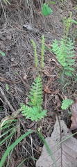 Anemia hirsuta