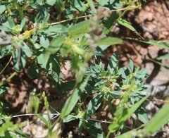 Euphorbia exstipulata