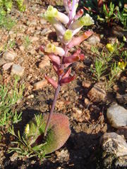 Lachenalia trichophylla