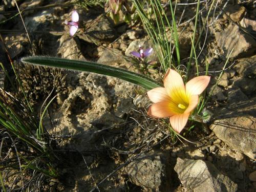 Romulea pilosa