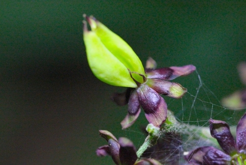 Image of Veratrum schindleri by no rights reserved