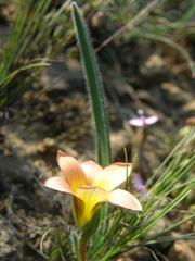 Romulea pilosa