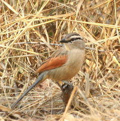 Tchagra australis