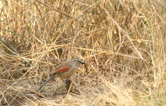 Tchagra australis