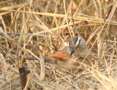 Tchagra australis
