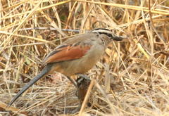 Tchagra australis