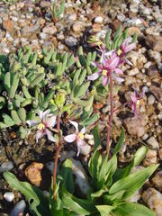 Cyanella orchidiformis