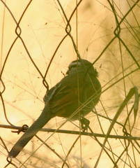 Tchagra australis