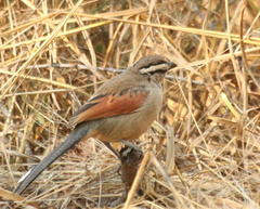Tchagra australis