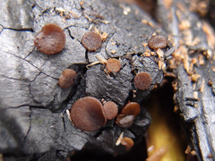 Ascobolus carbonarius