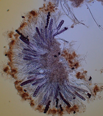 Ascobolus carbonarius