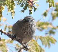 Curruca subcoerulea cinerascens