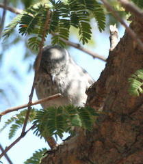 Curruca subcoerulea cinerascens