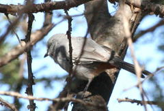 Curruca subcoerulea cinerascens
