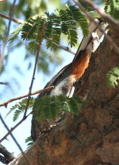 Curruca subcoerulea cinerascens