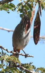 Curruca subcoerulea cinerascens