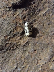 Emarginea percara