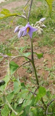 Solanum lanceolatum