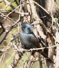 Dicrurus adsimilis apivorus