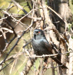 Dicrurus adsimilis apivorus