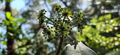 Dendropanax arboreus