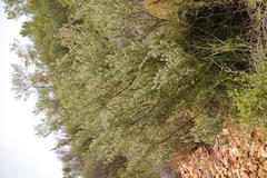 Aspalathus hirta hirta