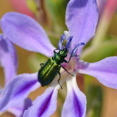 Lapeirousia pyramidalis