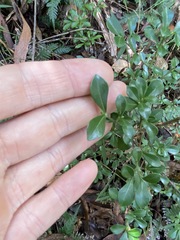 Psychotria daphnoides