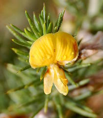 Aspalathus hirta hirta