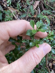 Psychotria daphnoides