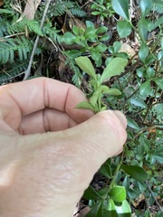 Psychotria daphnoides