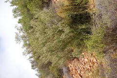 Aspalathus hirta hirta