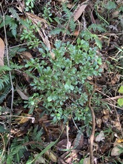 Psychotria daphnoides