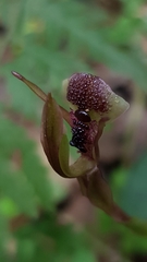Chiloglottis formicifera