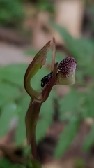 Chiloglottis formicifera