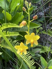 Spathoglottis pubescens