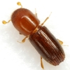 Keyhole Ambrosia Beetle - Photo (c) Mike Quinn, San Marcos, some rights reserved (CC BY-NC), uploaded by Mike Quinn, San Marcos