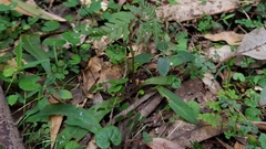 Chiloglottis formicifera