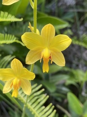 Spathoglottis pubescens