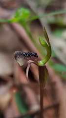Chiloglottis formicifera