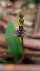 Chiloglottis formicifera