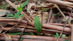 Chiloglottis formicifera