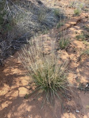 Elymus multisetus