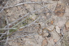 Homoroselaps lacteus