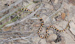 Homoroselaps lacteus