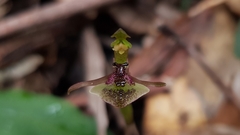 Chiloglottis formicifera